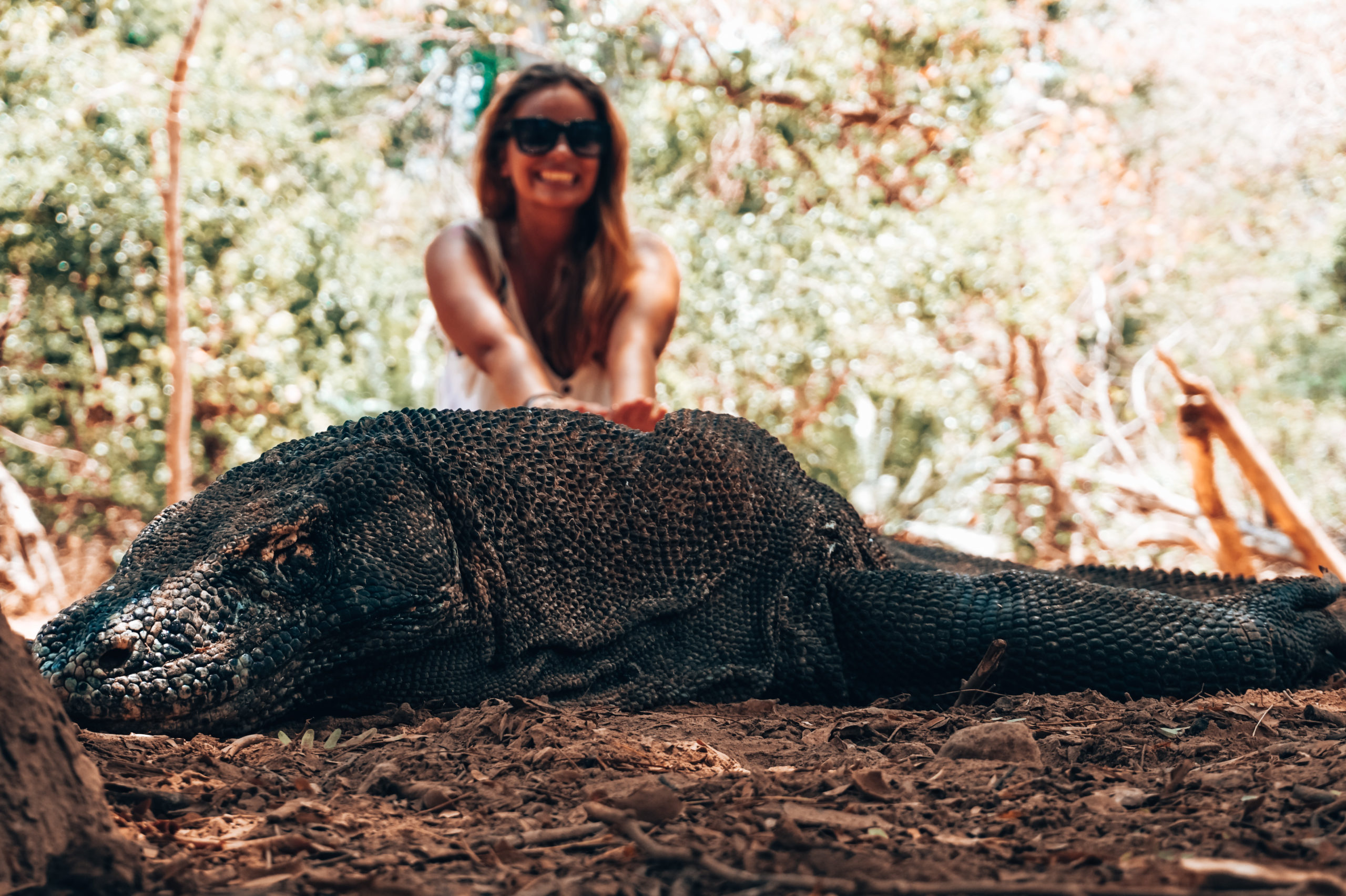 komodo dragon