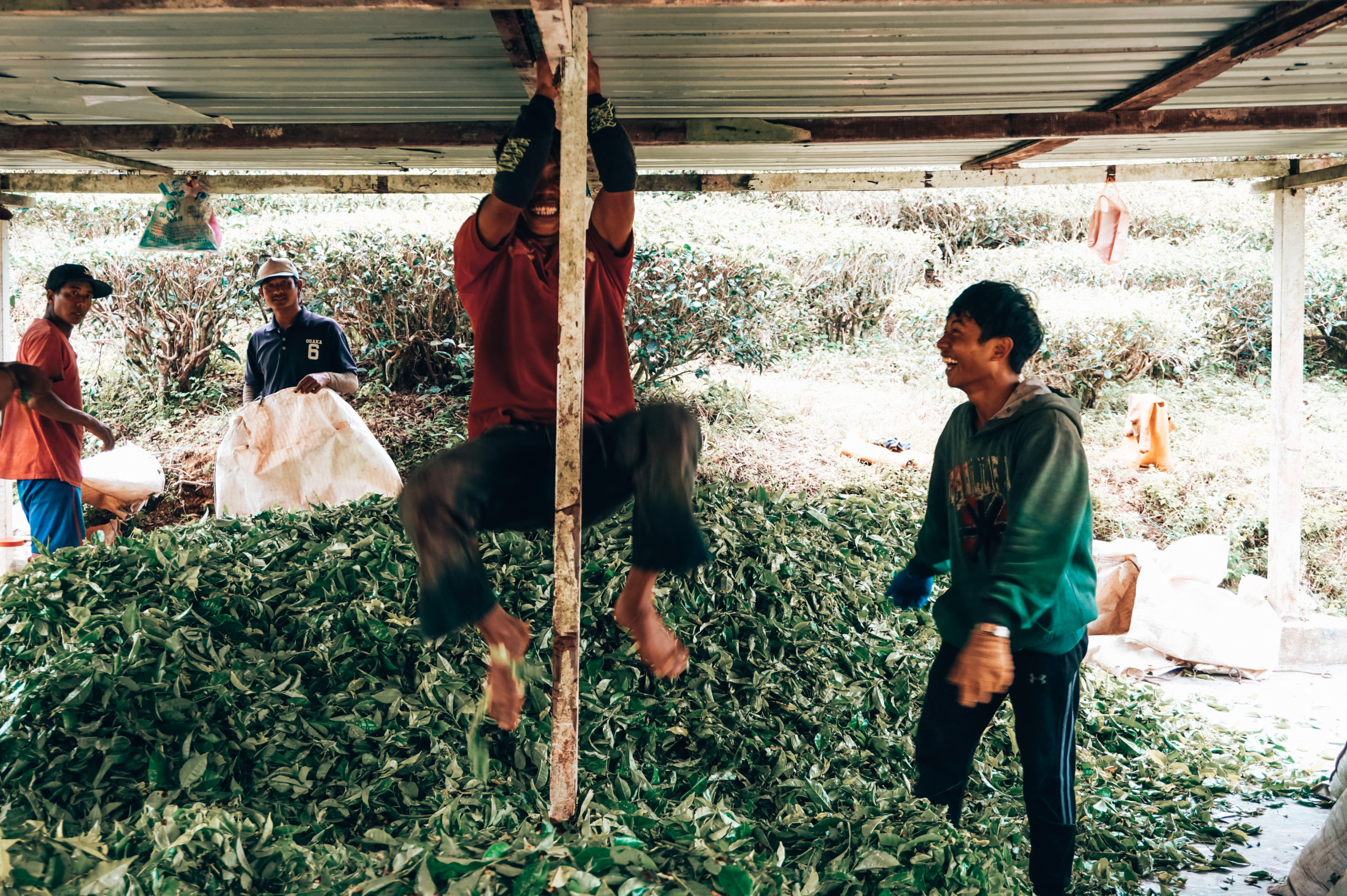 Tea plantation in Malasya